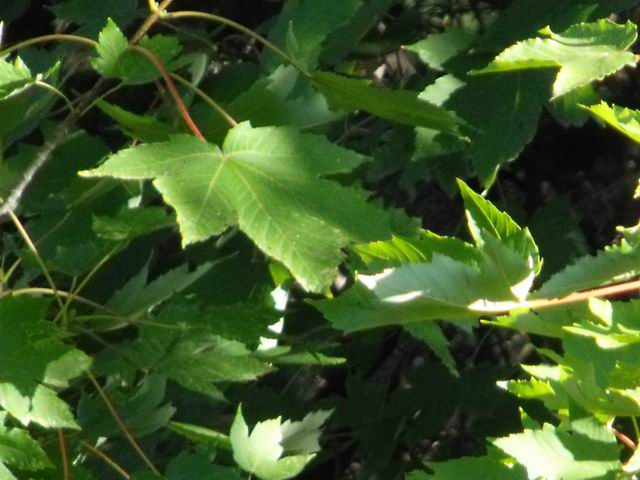 Quale specie di acer?